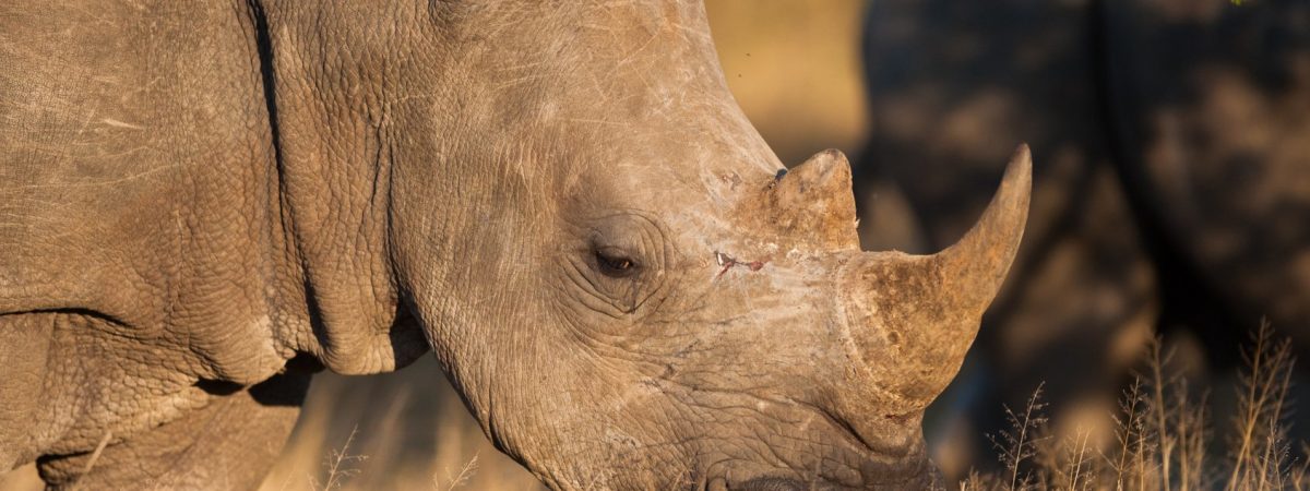 南非克鲁格国家公园两头驴子失踪